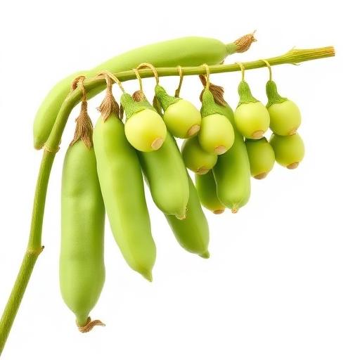 Chickpea