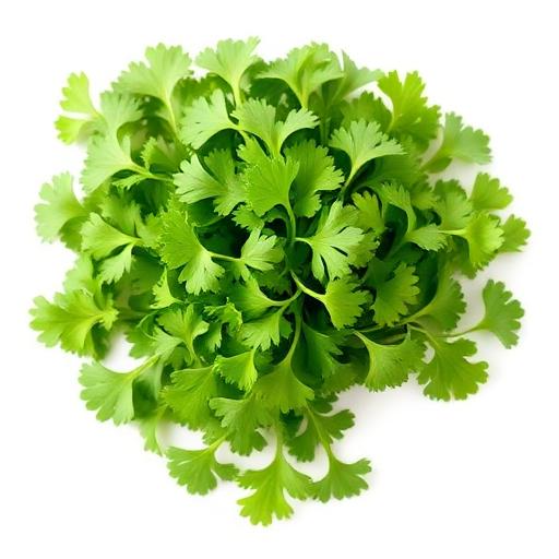 Coriander