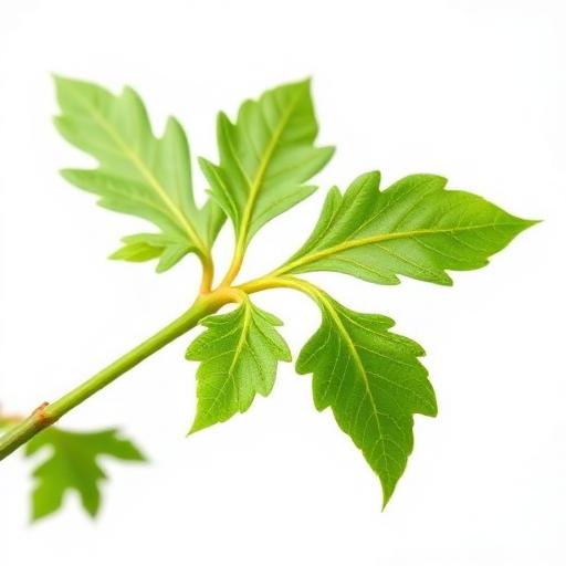 Curry Leaf