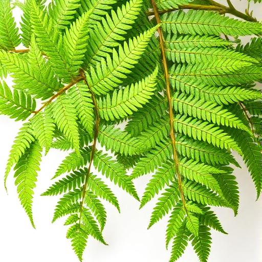 Boston Fern