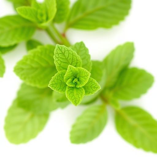 Mint