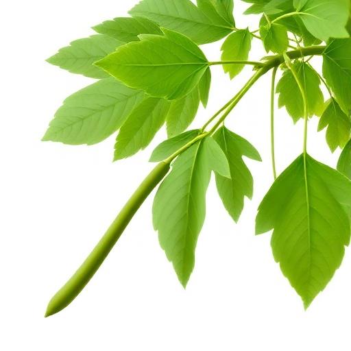 Moringa