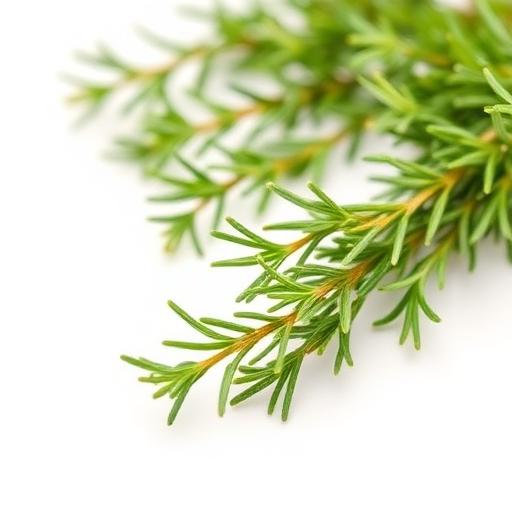 Rosemary