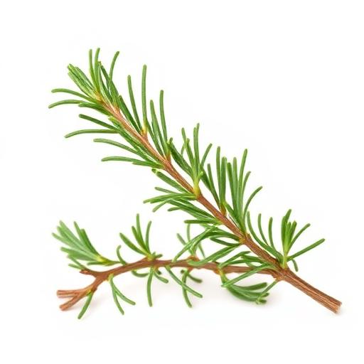 Rosemary