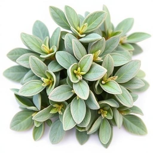 Sage